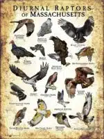 Diurnal Raptors of Massachusetts poster print