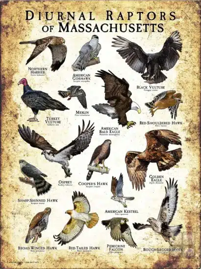 Diurnal Raptors of Massachusetts poster print