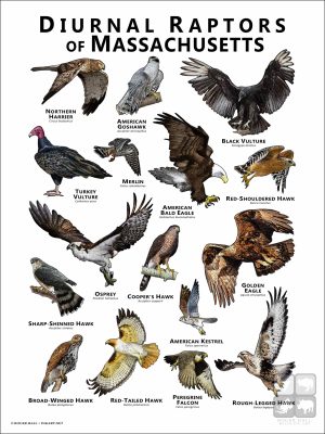 Diurnal Raptors of Massachusetts poster print