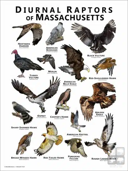 Diurnal Raptors of Massachusetts poster print