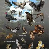 Diurnal Raptors of Missouri poster print