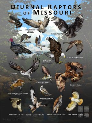 Diurnal Raptors of Missouri poster print