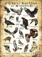 Diurnal Raptors of Missouri poster print