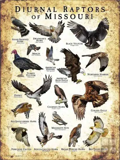 Diurnal Raptors of Missouri poster print