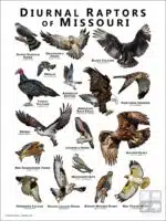 Diurnal Raptors of Missouri poster print