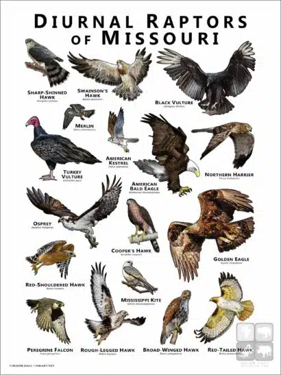 Diurnal Raptors of Missouri poster print