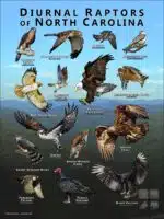 Diurnal Raptors of North Carolina poster print
