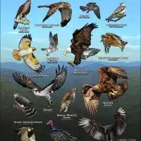 Diurnal Raptors of North Carolina poster print