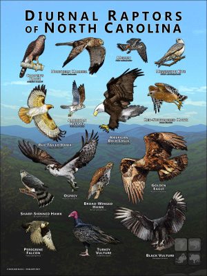 Diurnal Raptors of North Carolina poster print