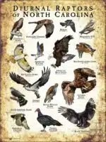 Diurnal Raptors of North Carolina poster print