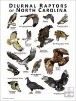 Diurnal Raptors of North Carolina poster print