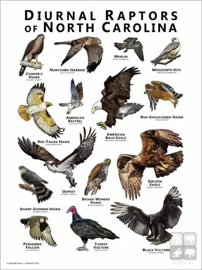Diurnal Raptors of North Carolina poster print