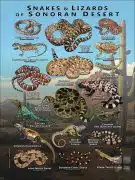 Snakes and Lizards of the Sonoran Desert poster print