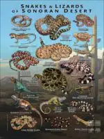 Snakes and Lizards of the Sonoran Desert poster print