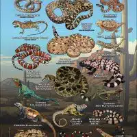 Snakes and Lizards of the Sonoran Desert poster print