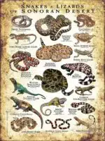 Snakes and Lizards of the Sonoran Desert poster print