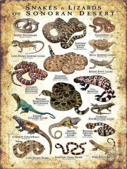 Snakes and Lizards of the Sonoran Desert poster print