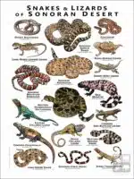 Snakes and Lizards of the Sonoran Desert poster print