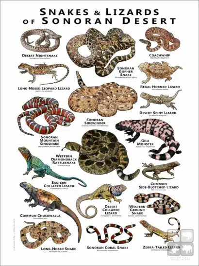 Snakes and Lizards of the Sonoran Desert poster print