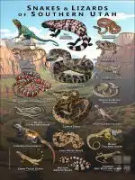 Poster design featuring various species of snakes and lizards native to Southern Utah