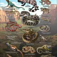 Poster design featuring various species of snakes and lizards native to Southern Utah