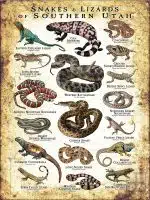 Poster design featuring various species of snakes and lizards native to Southern Utah