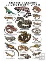 Poster design featuring various species of snakes and lizards native to Southern Utah