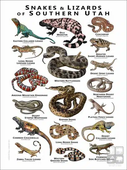 Poster design featuring various species of snakes and lizards native to Southern Utah