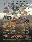 Snakes and Lizards of the Mojave Desert poster print