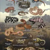 Snakes and Lizards of the Mojave Desert poster print