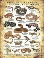 Snakes and Lizards of the Mojave Desert poster print