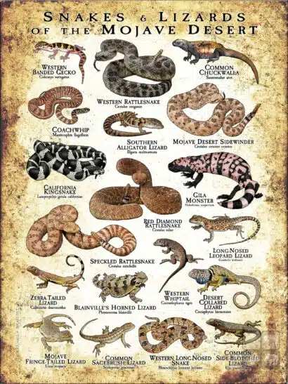 Snakes and Lizards of the Mojave Desert poster print