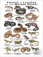Snakes and Lizards of the Mojave Desert poster print