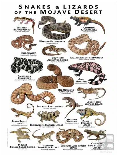 Snakes and Lizards of the Mojave Desert poster print