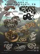 Poster design featuring various species of snake native to Alameda County