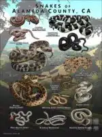 Poster design featuring various species of snake native to Alameda County