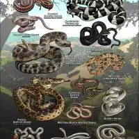 Poster design featuring various species of snake native to Alameda County