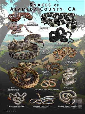 Poster design featuring various species of snake native to Alameda County