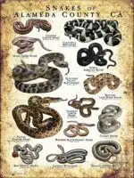 Poster design featuring various species of snake native to Alameda County