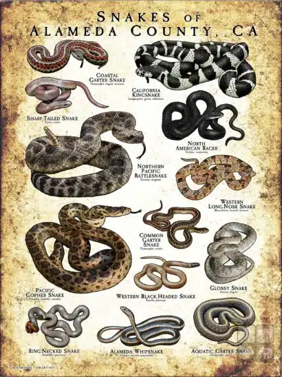 Poster design featuring various species of snake native to Alameda County