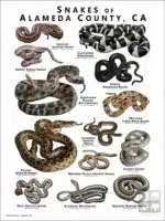 Poster design featuring various species of snake native to Alameda County