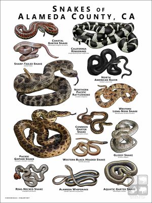 Poster design featuring various species of snake native to Alameda County