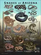 Poster design featuring various species of snake native to Arizona
