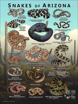 Poster design featuring various species of snake native to Arizona