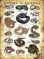 Poster design featuring various species of snake native to Arizona