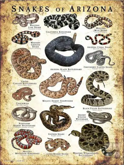 Poster design featuring various species of snake native to Arizona