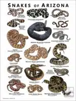 Poster design featuring various species of snake native to Arizona
