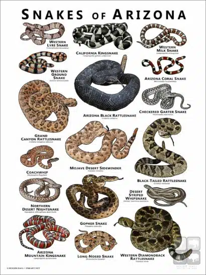 Poster design featuring various species of snake native to Arizona