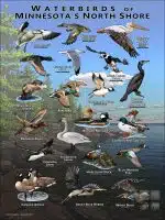 Waterbirds of Minnesota's North Shore poster print