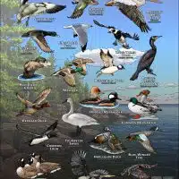 Waterbirds of Minnesota's North Shore poster print